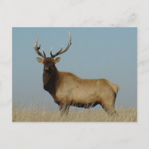 E43 Bull Elk Sky Lined Postcard