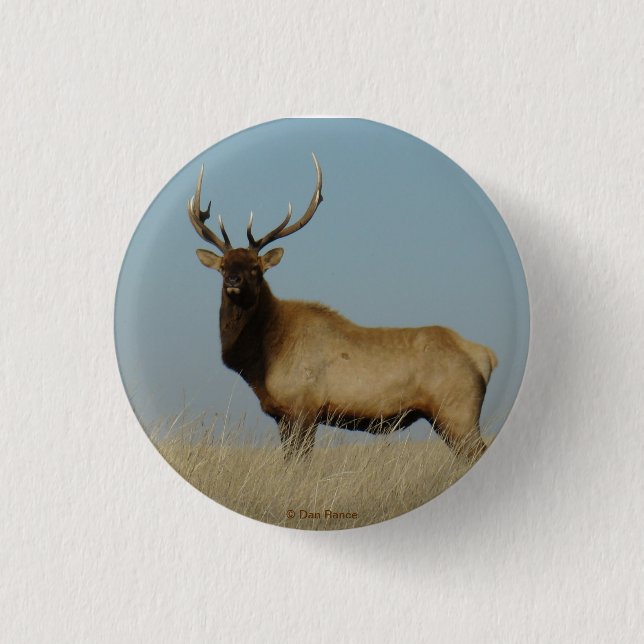 E43 Young Bull Elk 3 Cm Round Badge (Front)