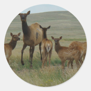 E44 Cow Elk and Calves Classic Round Sticker