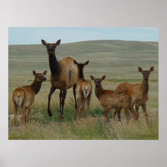 E44 Cow Elk and Calves Poster (Front)