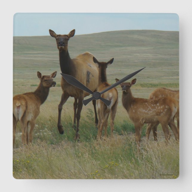 E44 Cow Elk and Calves Square Wall Clock (Front)