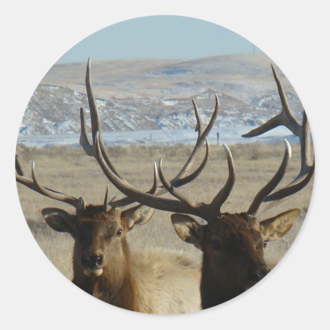 E45 Bull Elk Heads Classic Round Sticker (Front)