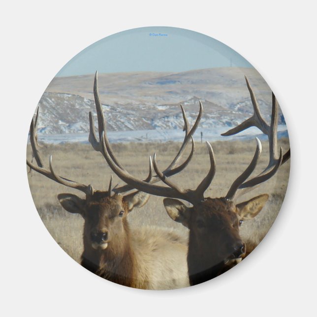 E45 Bull Elk Heads Magnet (Front)