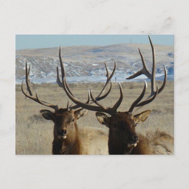 E45 Bull Elk Heads Postcard (Front)