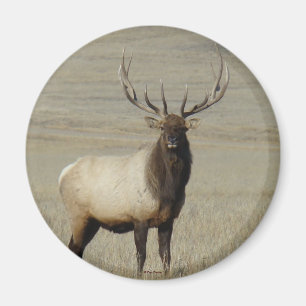 E46 Bull Elk Big Bull Magnet
