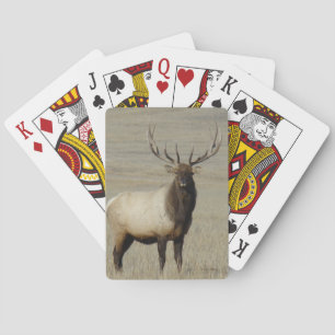E46 Bull Elk Big Bull Playing Cards
