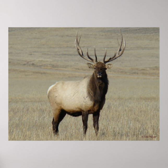 E46 Bull Elk Big Bull Poster (Front)