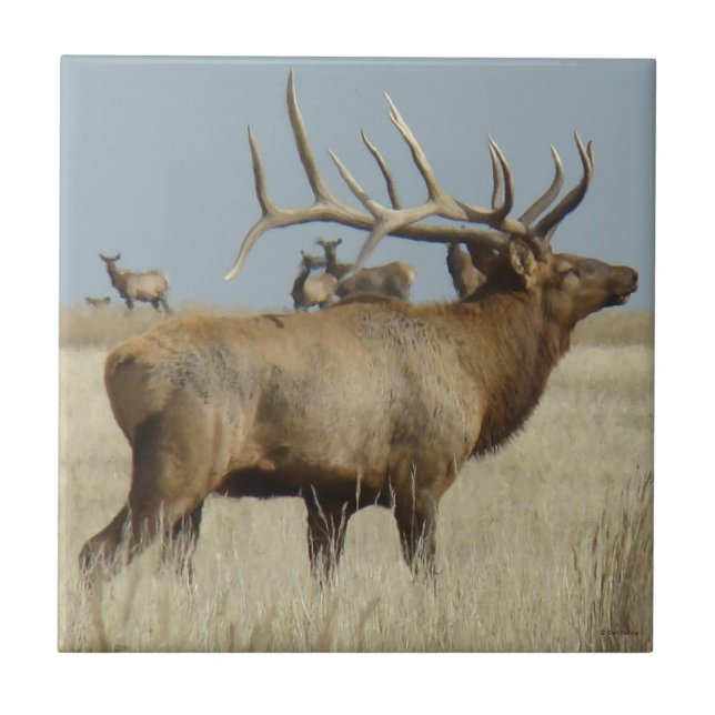 E4 Bull Elk Big Bull Tile (Front)