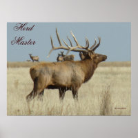 E4 Bull Elk Herd Master