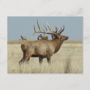 E4 Bull Elk Postcard