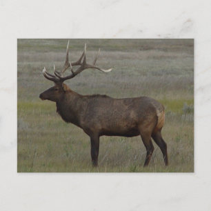 E52 Bull Elk Big Bull Postcard