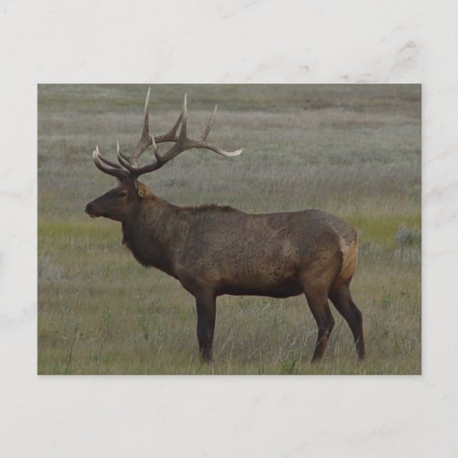 E52 Bull Elk Big Bull Postcard (Front)