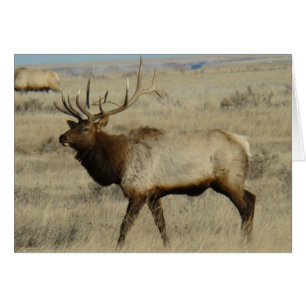 E55 Bull Elk