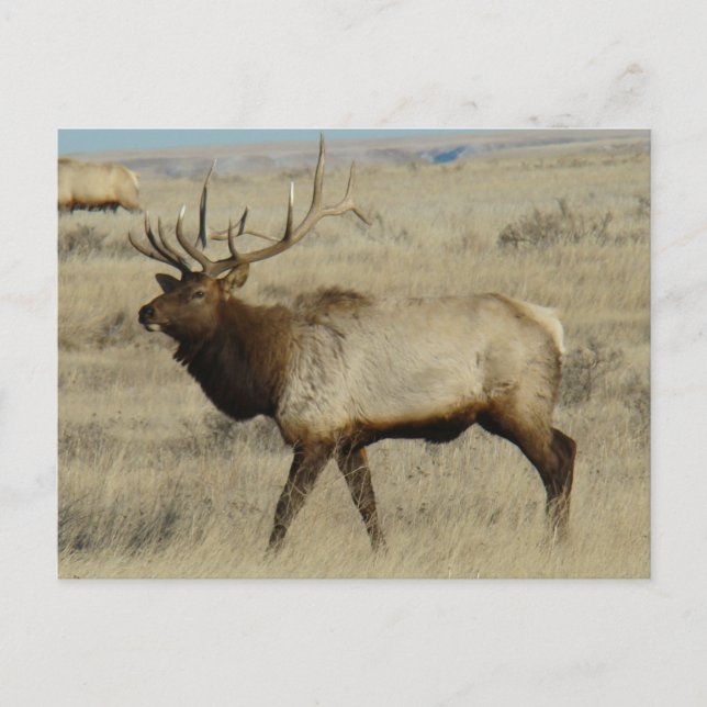 E55 Bull Elk Big Bull Postcard (Front)