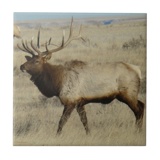 E55 Bull Elk Tile (Front)