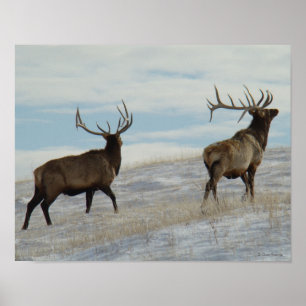 E57 Bull Elk Lucky 13 Bull Poster