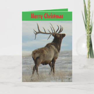 E58 Big Bull Elk On Snow Christmas Card
