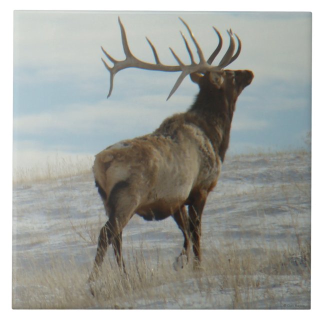 E58 Bull Elk Lucky 13 Bull Tile (Front)