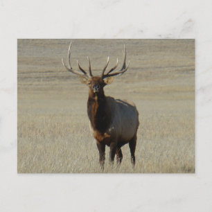 E59 Bull Elk Big Bull Postcard