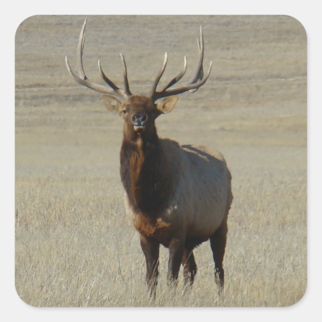 E59 Bull Elk Huge Bull Square Sticker (Front)