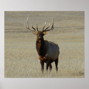 E59 Bull Elk Poster