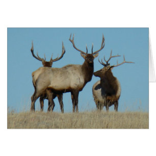 E60 Bull Elk Sky Lined