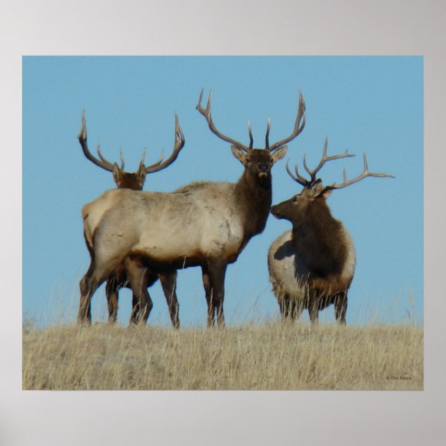 E60 Bull Elk Sky Lined Poster (Front)