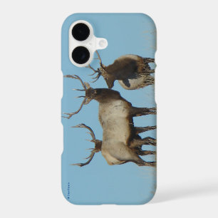 E60 Bull Elk Skylined