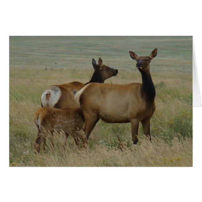 E61 Cow Elk and Calf (Front Horizontal)
