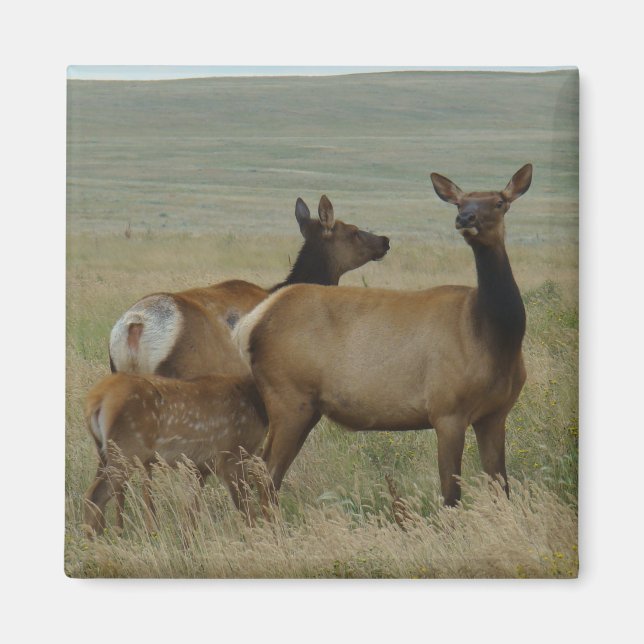 E61 Cow Elk and Calf Magnet (Front)