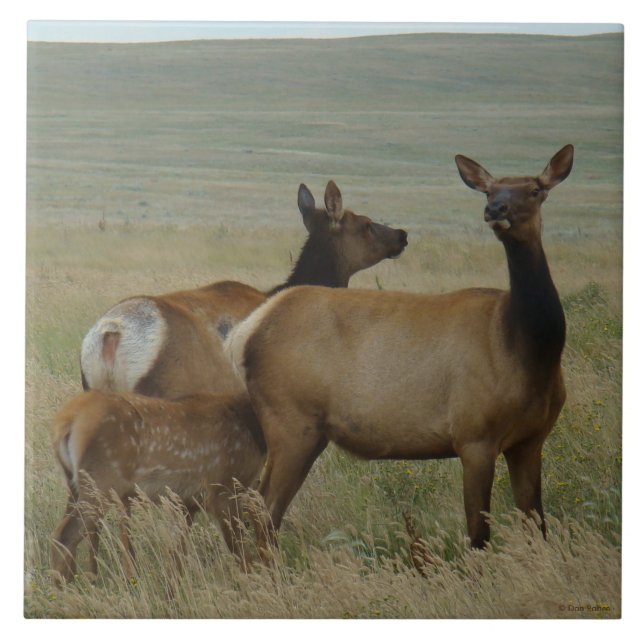 E61 Cow Elk and Calf Tile (Front)