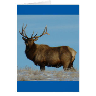 E62 Bull Elk Sky Lined