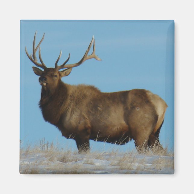 E62 Bull Elk Sky Lined Magnet (Front)