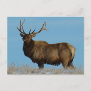 E62 Bull Elk Sky Lined Postcard