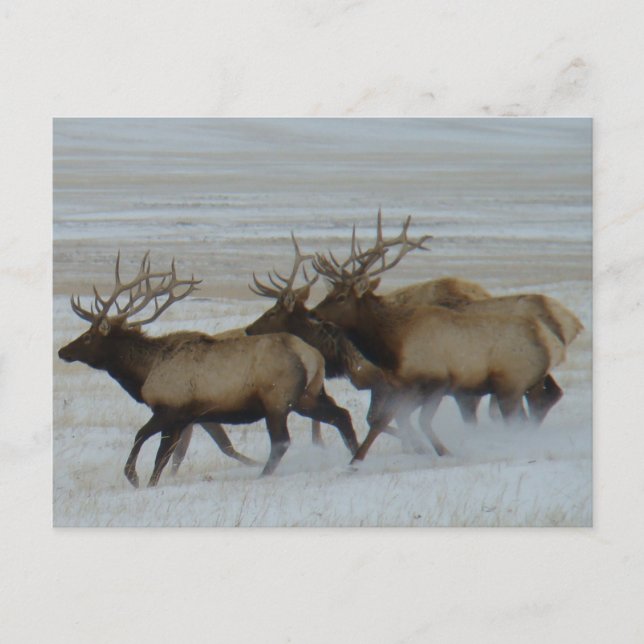 E64 Bull Elk Postcard (Front)