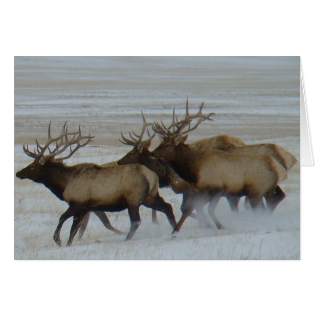 E64 Bull Elk Running (Front Horizontal)