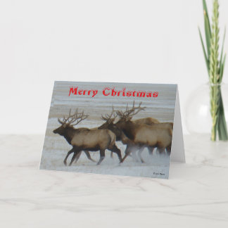 E64 Bull Elk Running Christmas Card