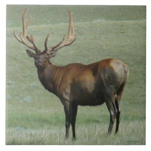E65 Bull Elk Muddy Bull in Velvet Tile