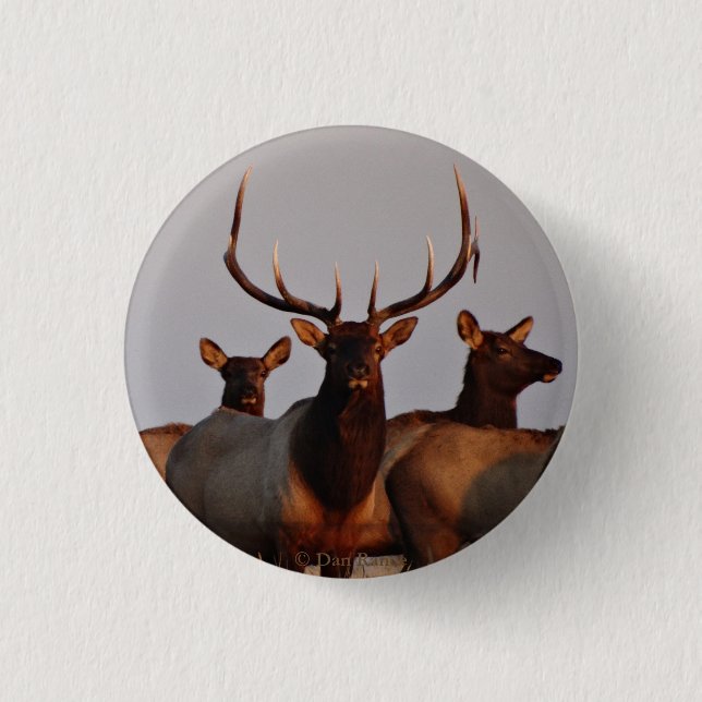 E66 Bull Elk and Cows 3 Cm Round Badge (Front)