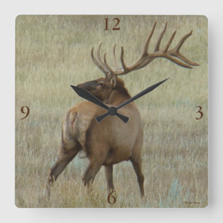 E6 Bull Elk in Velvet Square Wall Clock