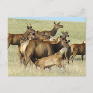 E7 Cow Elk and Calf Feeding Postcard