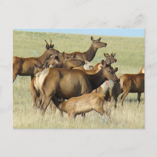 E7 Cow Elk and Calf Feeding Postcard (Front)