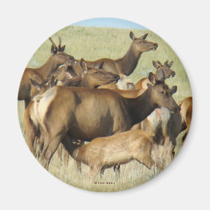 E7 Cow Elk Feeding Calf Magnet