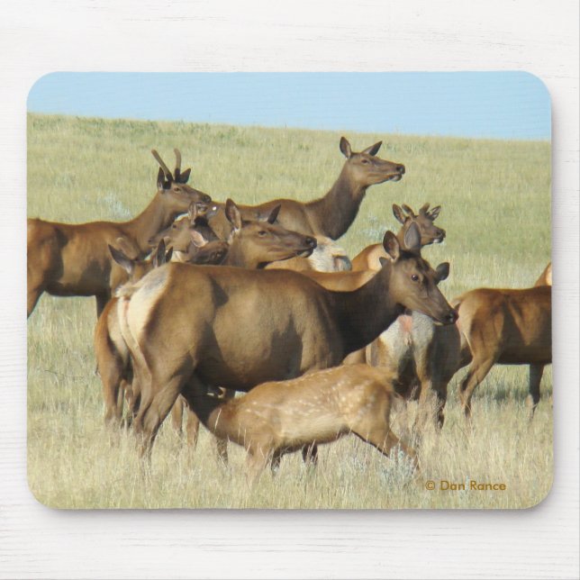 E7 Cow Elk Feeding Calf Mouse Pad (Front)