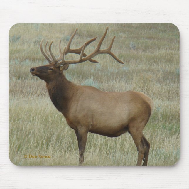 E8 Bull Elk in Velvet Mouse Pad (Front)