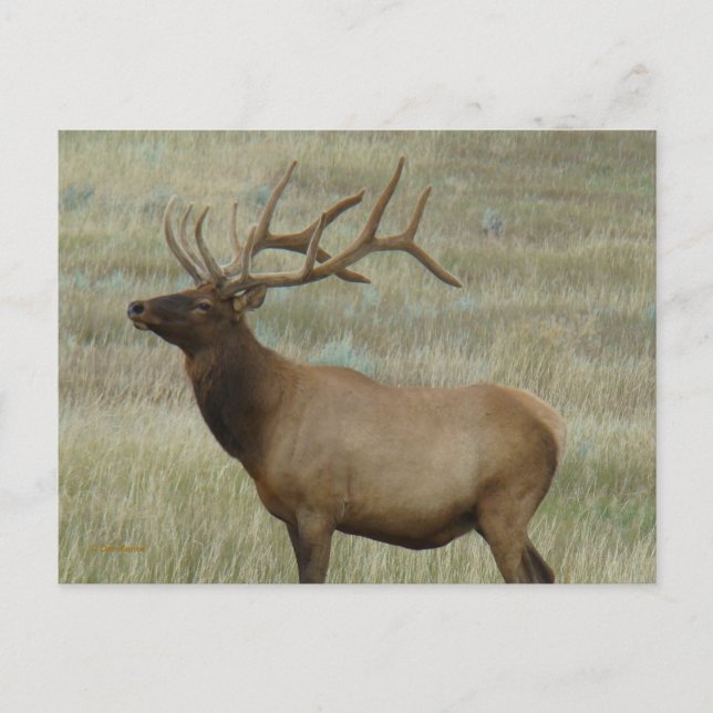 E8 Bull Elk in Velvet Postcard (Front)