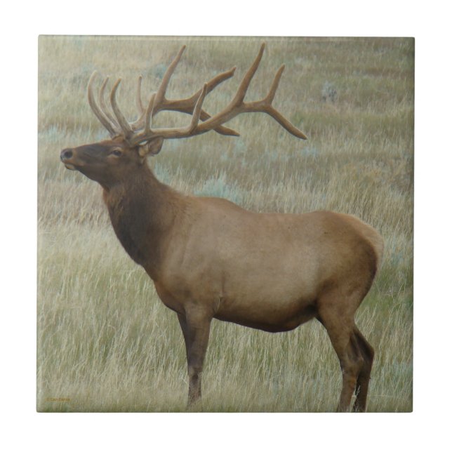 E8 Bull Elk In Velvet Tile (Front)