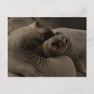 E-Seals Curve Postcard