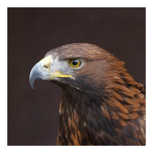 Eagle002 Photo Print