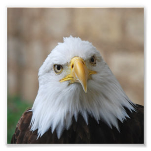 Eagle_2015_0201 Photo Print